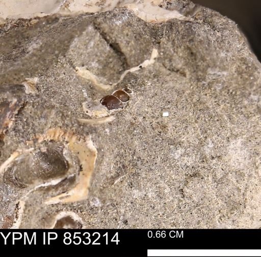 undet. Gastropoda