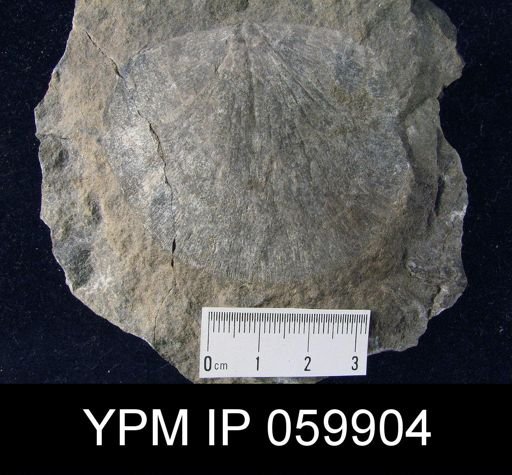 Leptostrophia magnifica