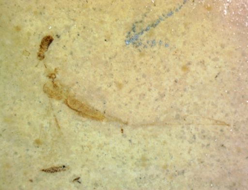 undet. Blattodea