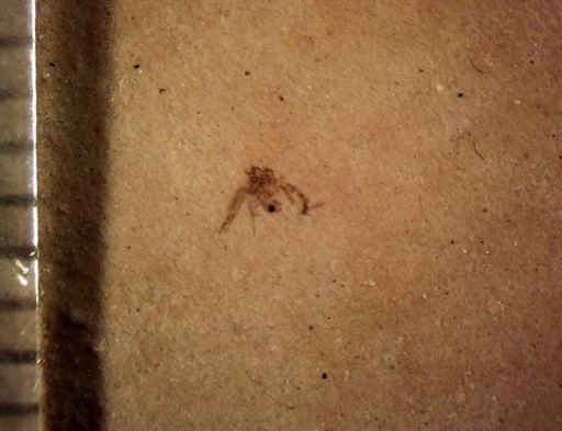 Psocoptera?