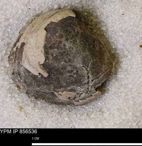 Protocardia sp.