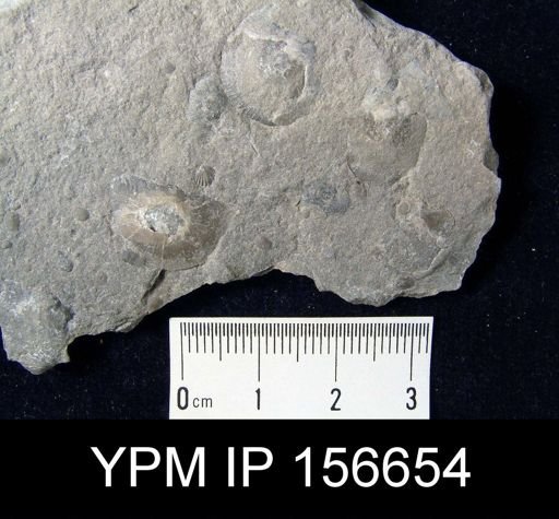 Brachyprion elegantulum