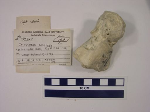 Teleoceras fossiger