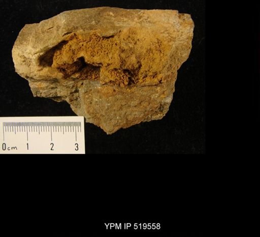 Camptostroma sp.