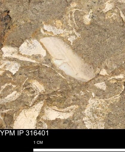 undet. Mollusca