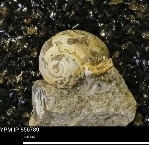 Euspira sp.