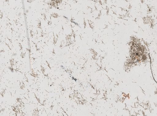 Callyspongia subarmigera