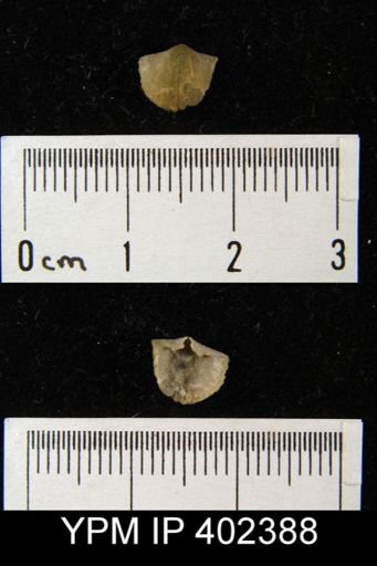 Archaeorthis?