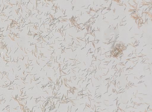 Haliclona sp.