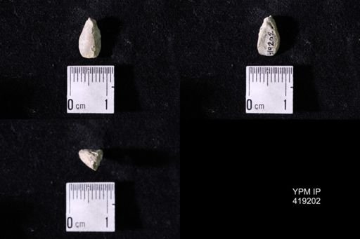 Dielasma sp.