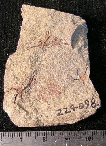 Stephanoura belgica