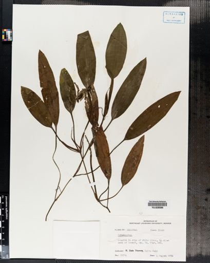 Potamogeton