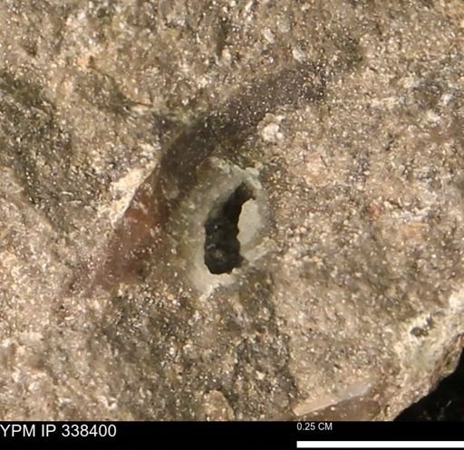 undet. Mollusca