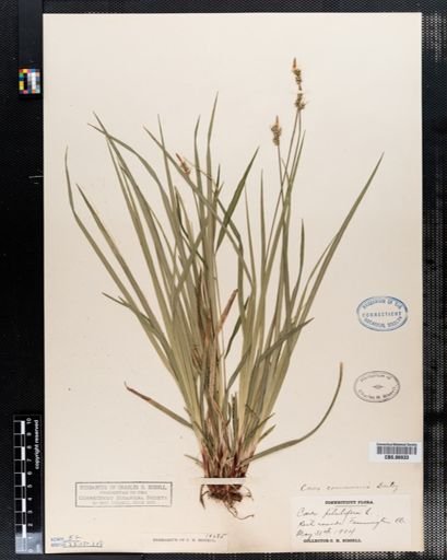 Carex pilulifera
