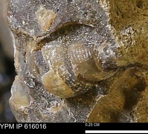 Drepanochilus sp.