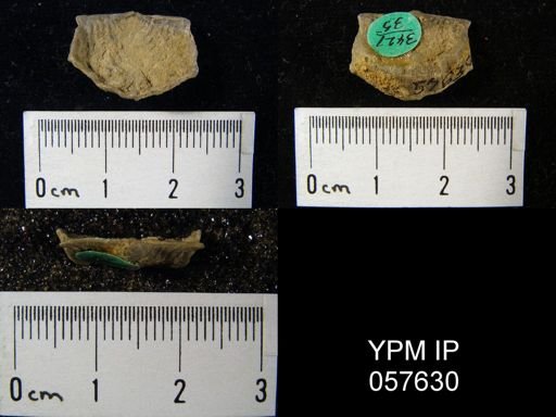 Leptaena rhomboidalis