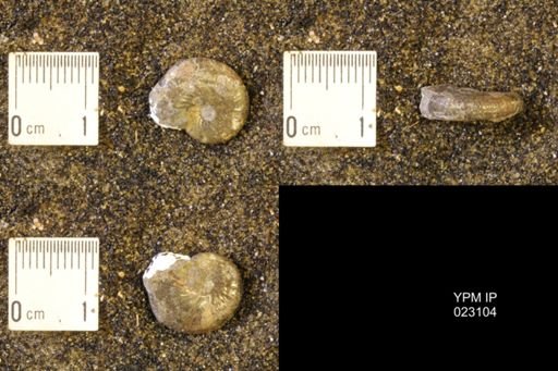 Discoscaphites rossi