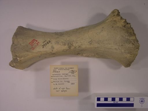 Teleoceras fossiger