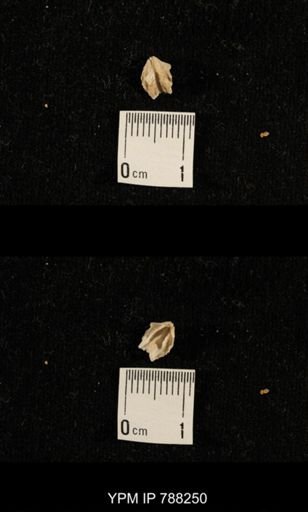 undet. Brachiopoda