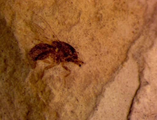 undet. Diptera