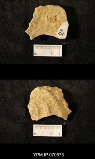 Favosites louisvillensis