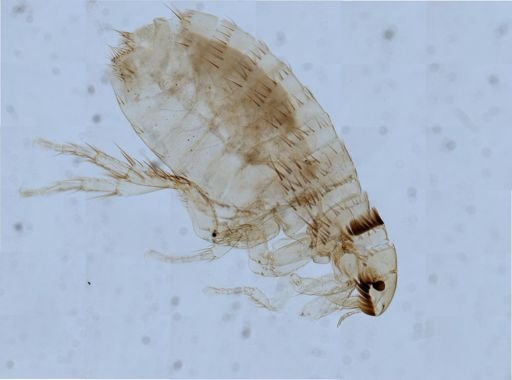 Ctenocephalides felis