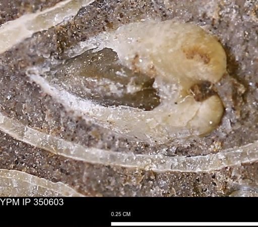 undet. Bivalvia