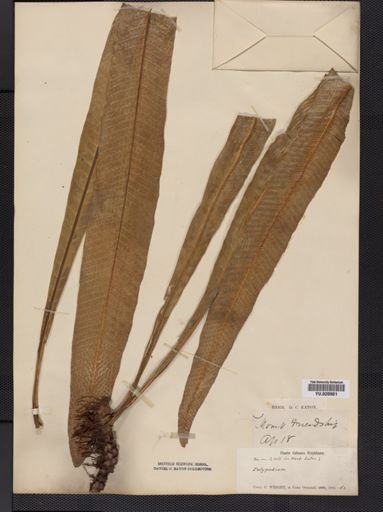 Polypodium