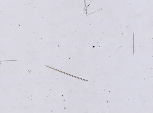 Thenea muricata