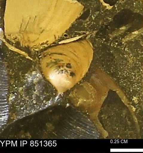 Limopsis striatopunctatus