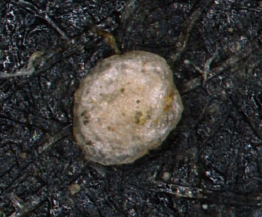 Foraminiferida