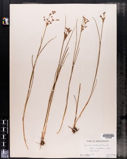 Juncus articulatus