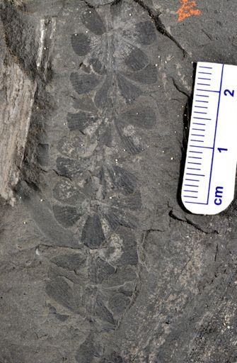 Sphenophyllum sp.