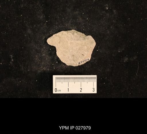 Liomopterum sp.
