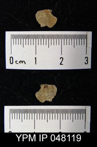 Parmorthis brownsportensis