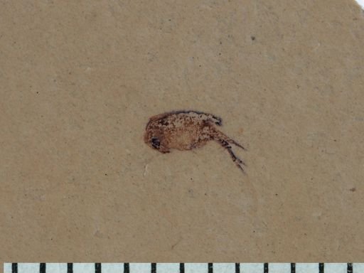 undet. Mordellidae