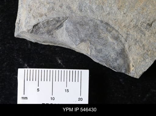 undet. Eurypterida