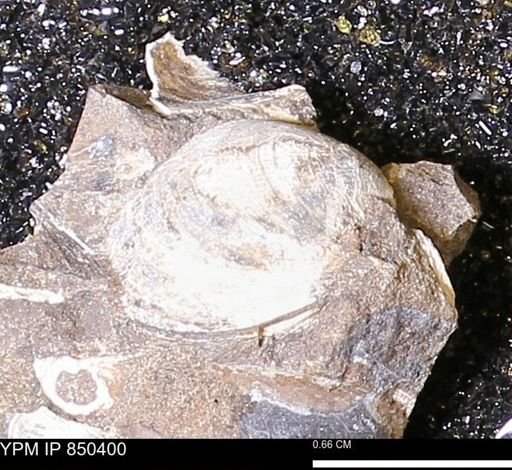 Limopsis striatopunctatus