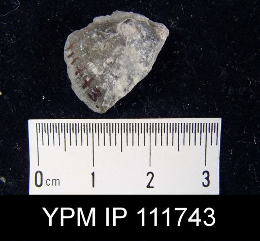 Brachyprion anticostiense