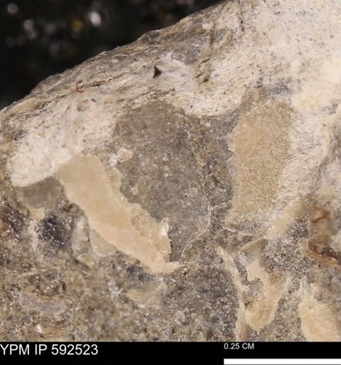undet. Mollusca