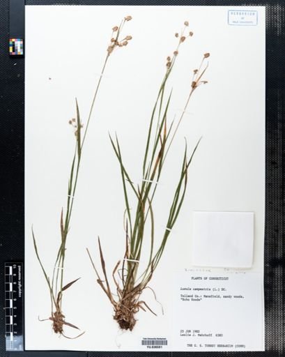 Luzula campestris