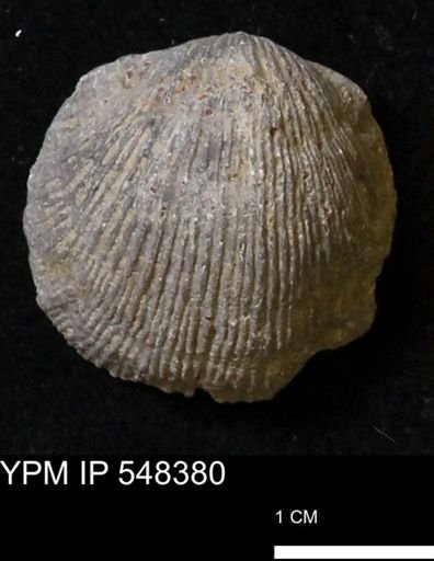 Stropheodonta navalis