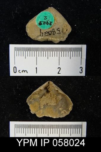 Meristella atoka