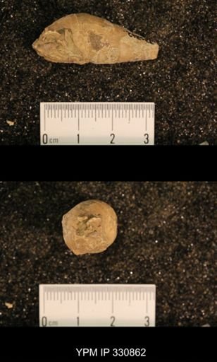 Meekospira peracuta choctawensis