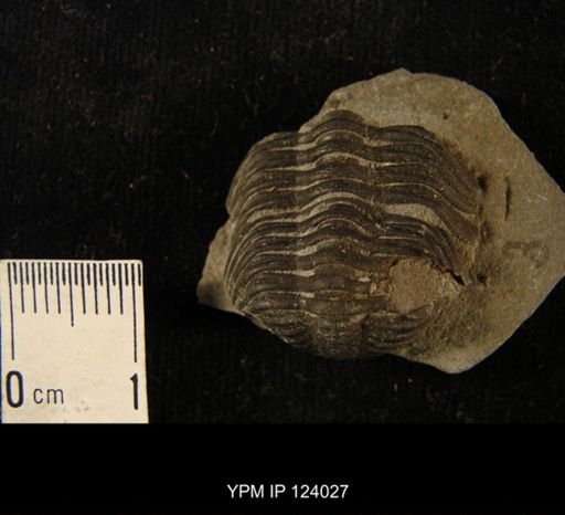 Phacops rana