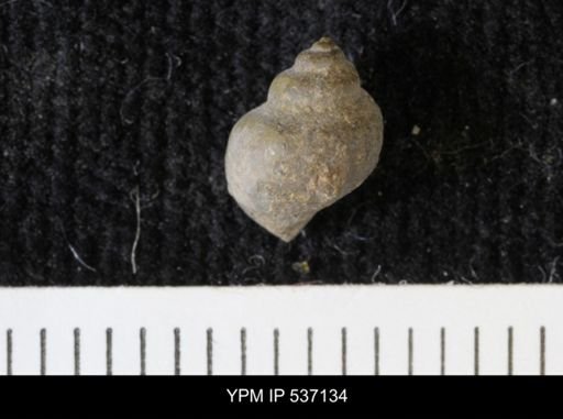 Viviparus montanaensis