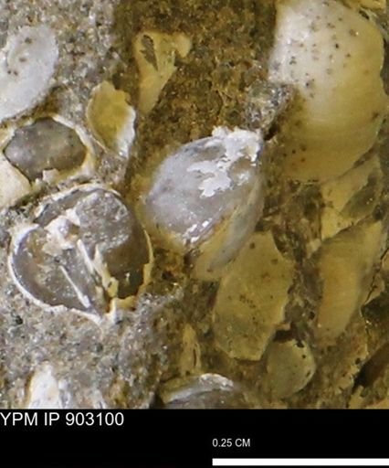 Corbulamella sp.