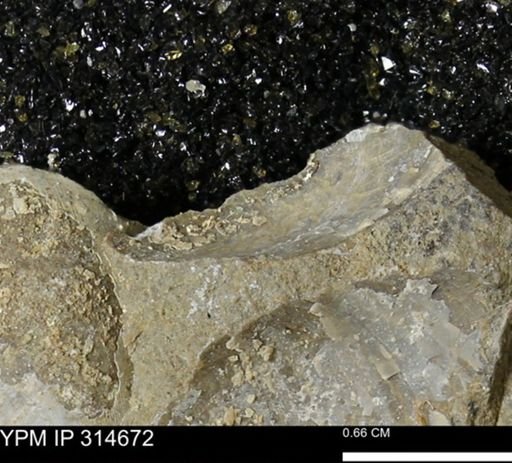 undet. Bivalvia