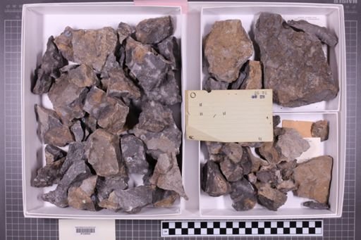 mixed taxa, stratigraphic collection