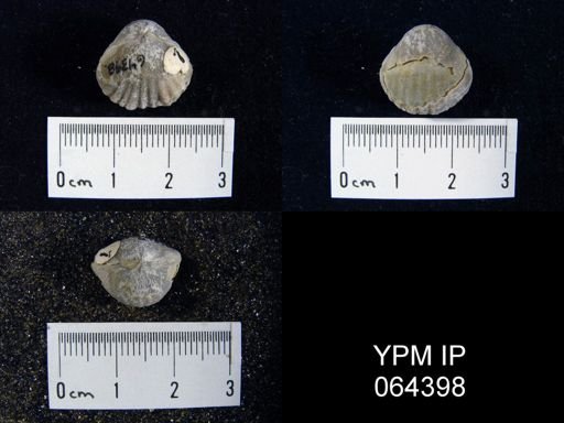Sieberella roemeri